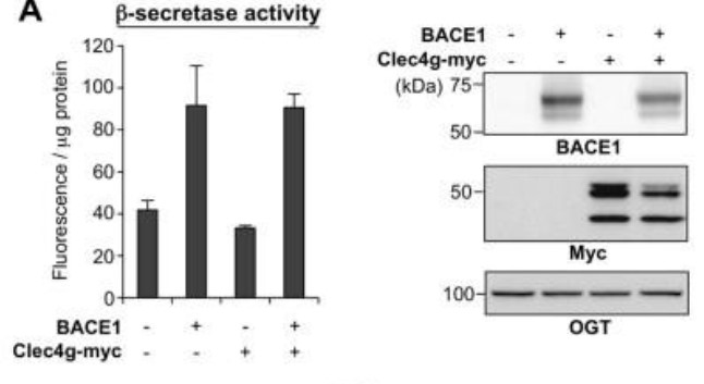 Neuro2A cells were transfected with plasmids encoding human BACE1.jpg